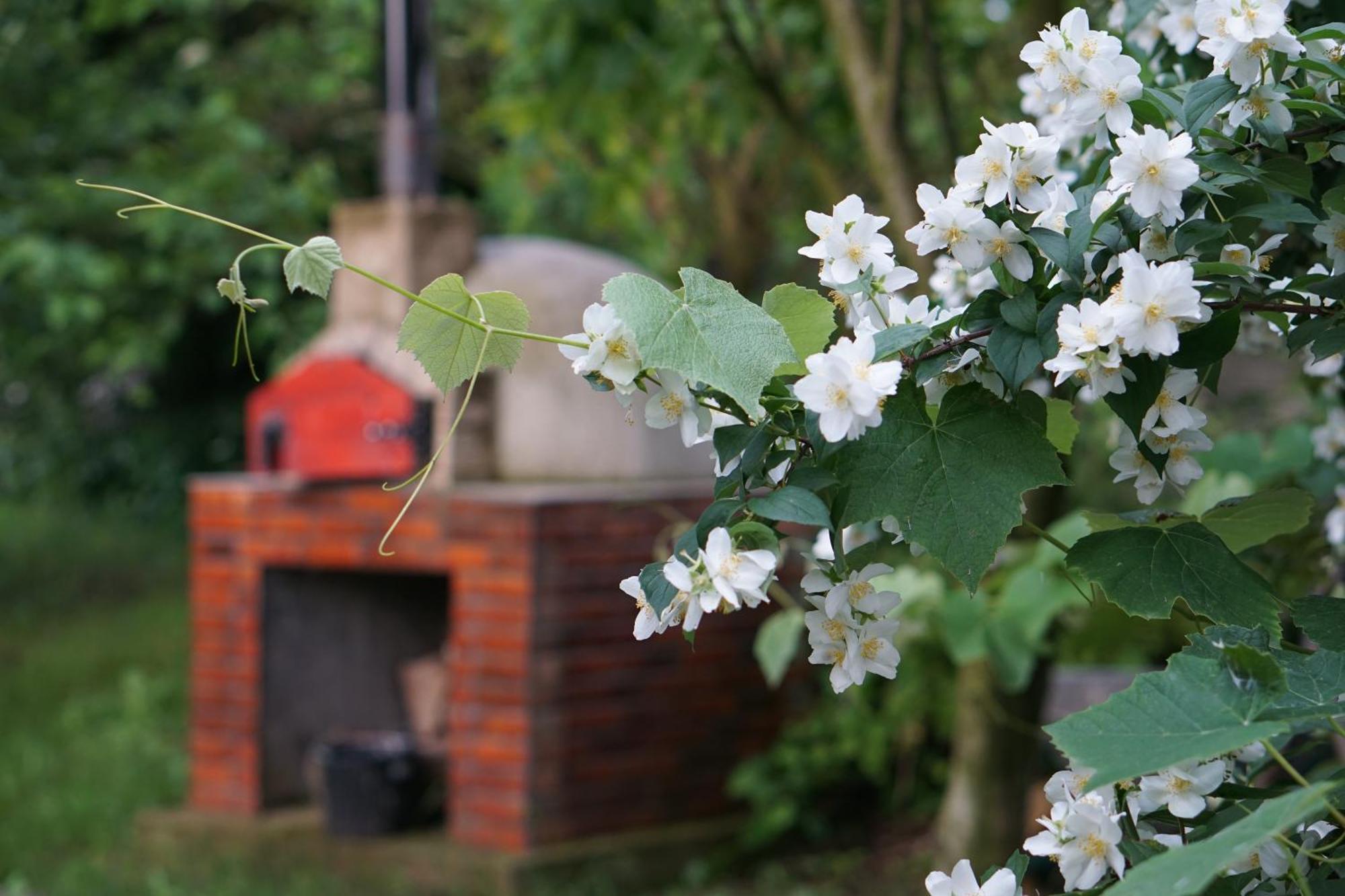 Villa Hanna'S Garden - Mintia Luaran gambar